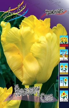 Tulipa Yellow Sun